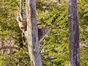 Sessions Woods Bobcat